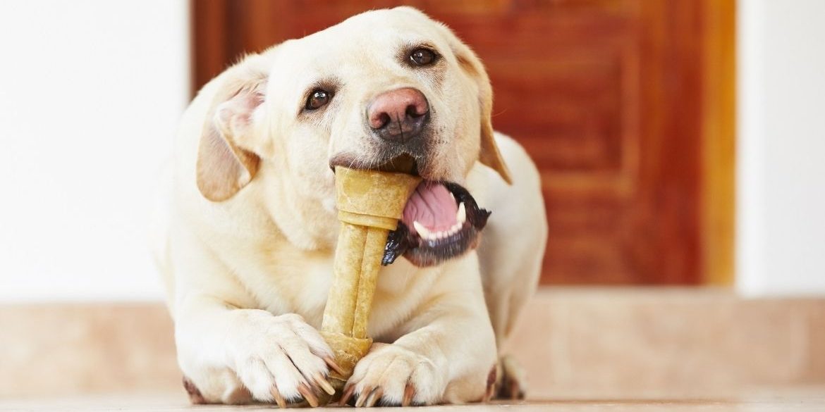 ¿POR QUÉ MI MASCOTA PROTEGE SU COMIDA PARA PERROS