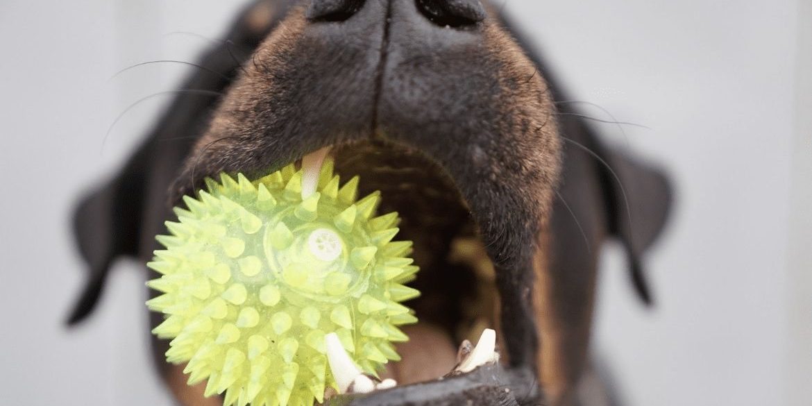 PROBLEMAS DENTALES EN PERROS CÓMO CUIDAR SU SALUD