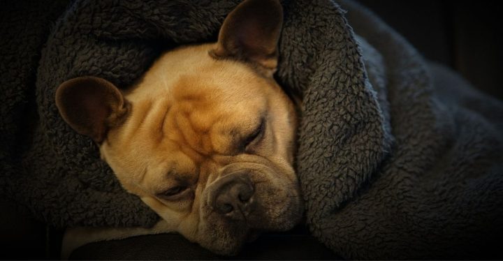 Qué hacer si los perros tienen frío en invierno Qué hacer si los perros tienen frío en invierno