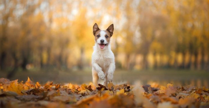 Qué significa comprar un pienso completo para mascotas Qué significa comprar un pienso completo para mascotas