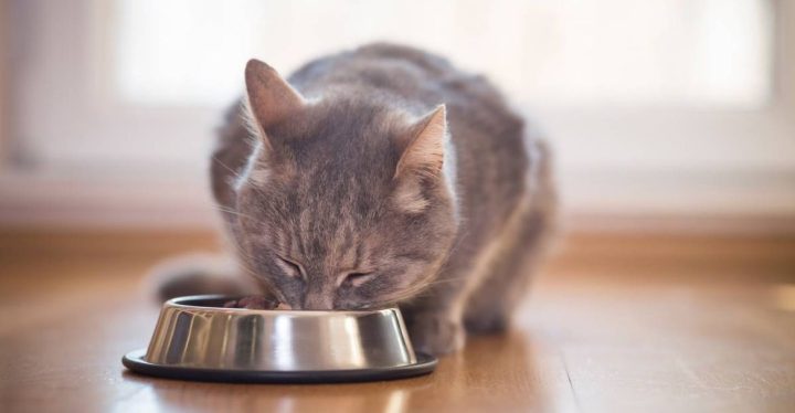Tu comida para gatos tiene las suficientes proteínas