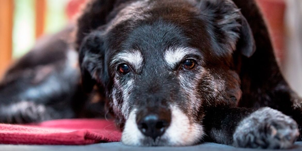 Un pienso para perros mayores que cubra todas las necesidades Un pienso para perros mayores que cubra todas las necesidades