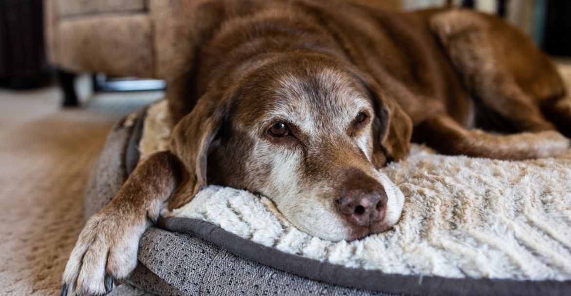 Un pienso para perros mayores que cubra todas las necesidades