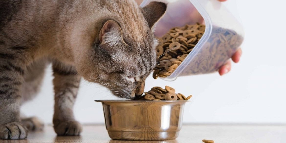 beneficios-alimentacion-natural-mascotas