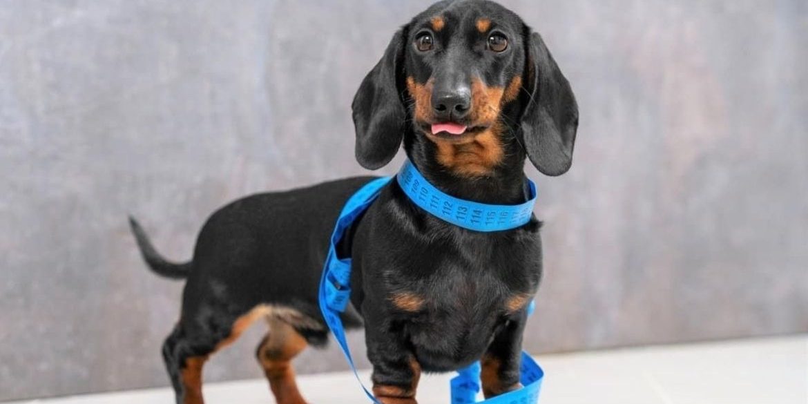 cuando-poner-mascotas-dieta cuando-poner-mascotas-dieta