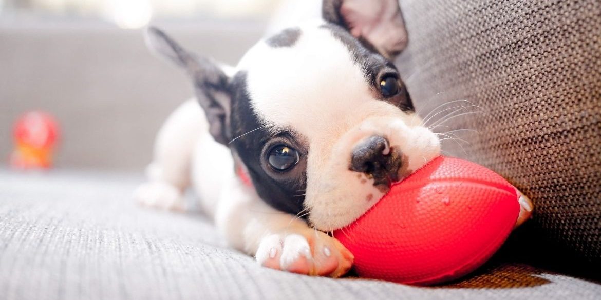 Guía Principiantes Alimentar a un Cachorro