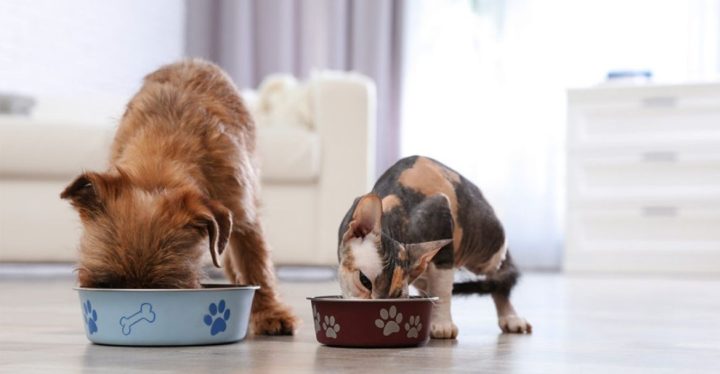 piensos-popas-mejor-tienda Piensos Popas, la mejor tienda para comprar piensos online