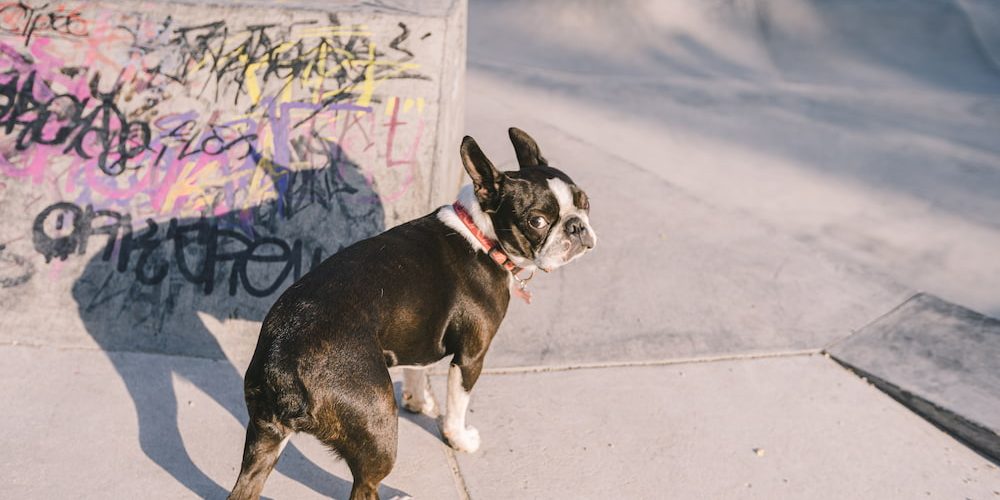 Diarrea en perros Diarrea en perros