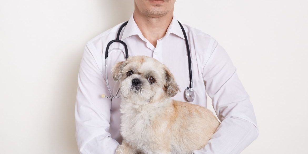 Tos en perros, debería preocuparme