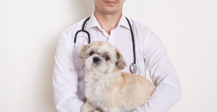 Tos en perros, debería preocuparme Tos en perros, debería preocuparme