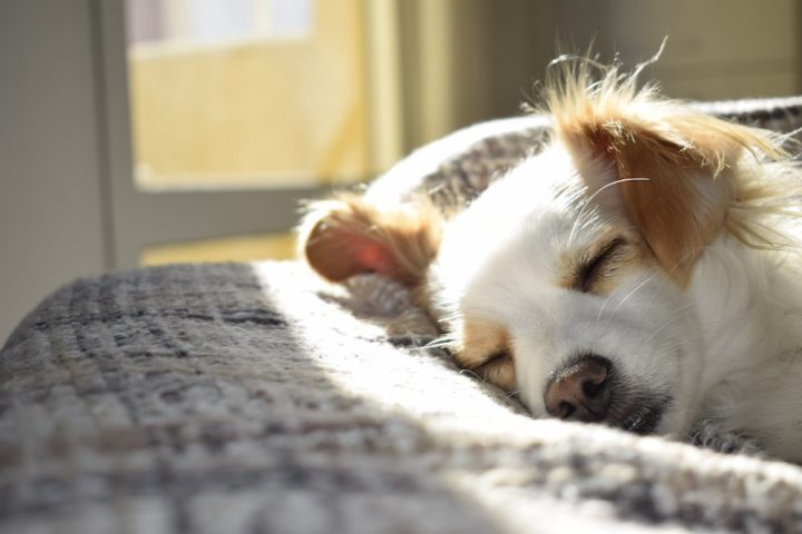 Leishmaniasis cutanea en perros Leishmaniasis cutanea en perros