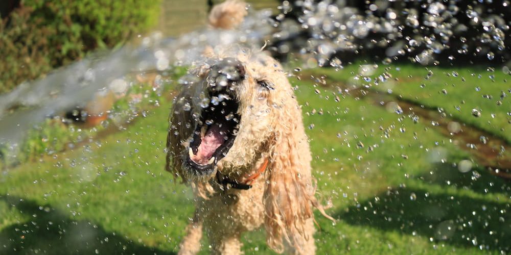 golpe de calor en perros golpe de calor en perros
