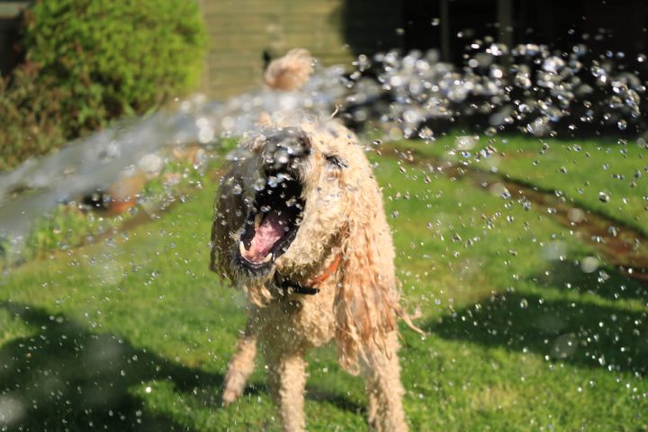 golpe de calor en perros golpe de calor en perros