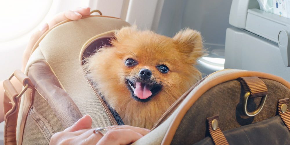 VIAJAR CON UN PERRO EN AVIÓN GUÍA COMPLETA