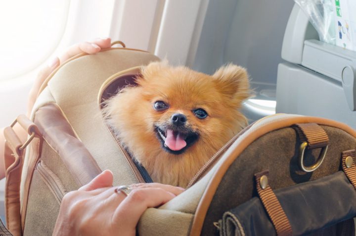 VIAJAR CON UN PERRO EN AVIÓN GUÍA COMPLETA