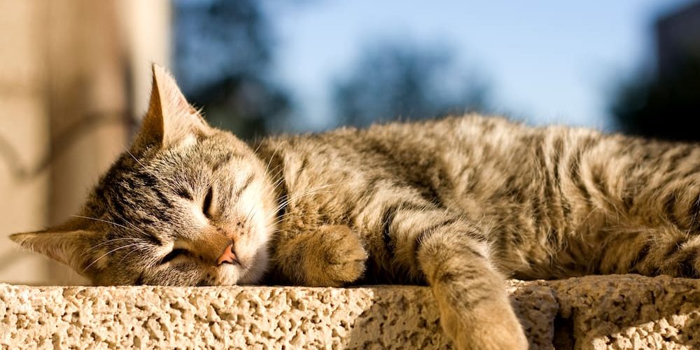 GATOS EN VERANO 5 CONSEJOS PARA EL CALOR