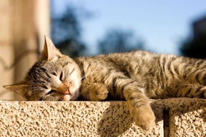 GATOS EN VERANO 5 CONSEJOS PARA EL CALOR