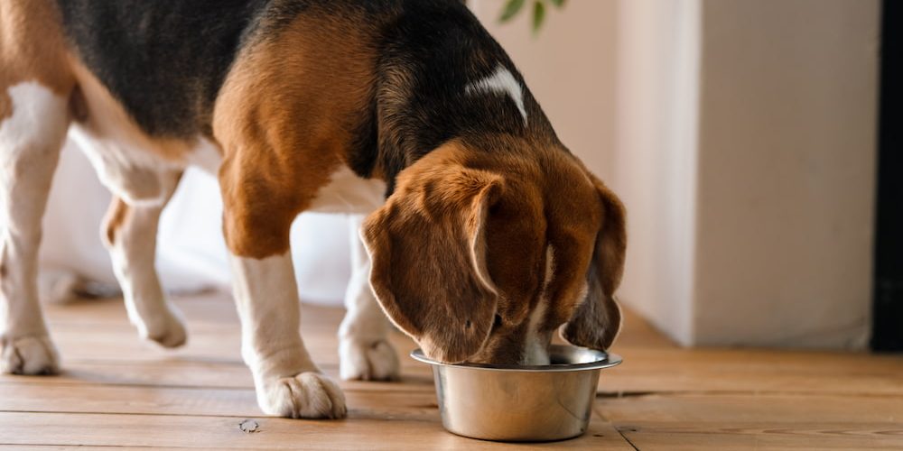 Por qué elegir un alimento light para perros adultos Por qué elegir un alimento light para perros adultos