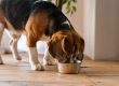 Por qué elegir un alimento light para perros adultos