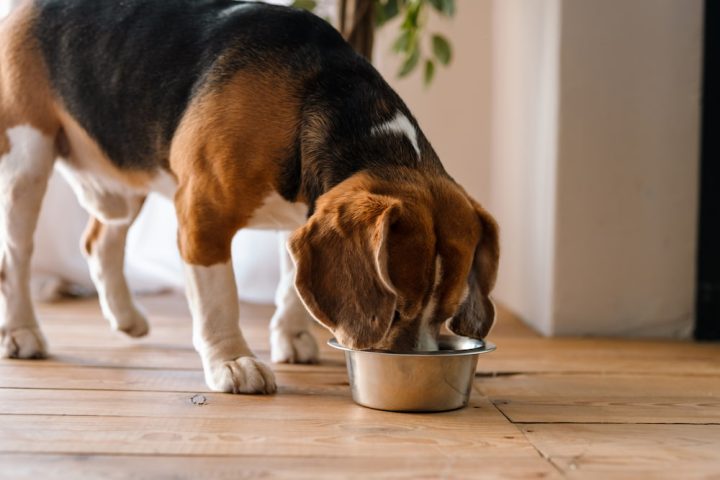 Por qué elegir un alimento light para perros adultos