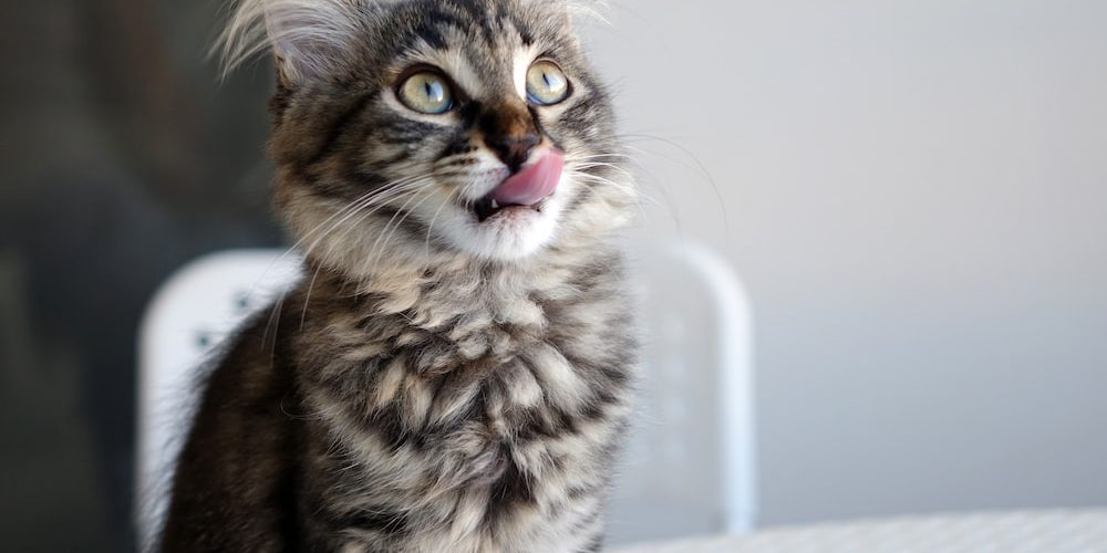 TOP 6 alimentos que no pueden comer los gatos TOP 6 alimentos que no pueden comer los gatos