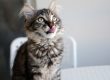 TOP 6 alimentos que no pueden comer los gatos