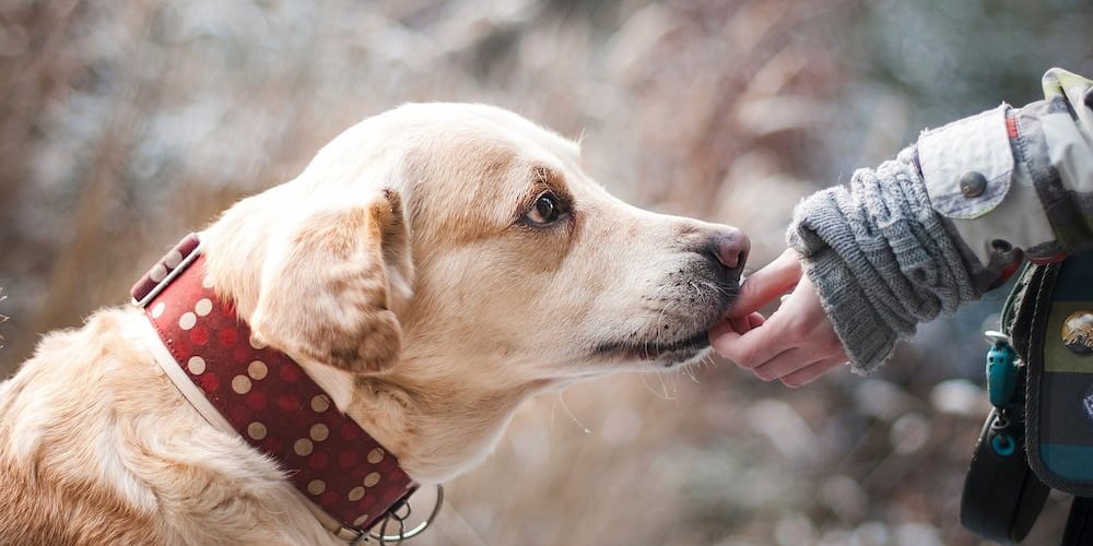 Cinco alimentos que debes evitar que coma tu perro Cinco alimentos que debes evitar que coma tu perro