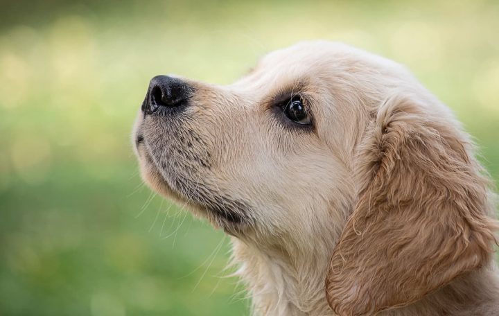 perro cachorro pidiendo comida
