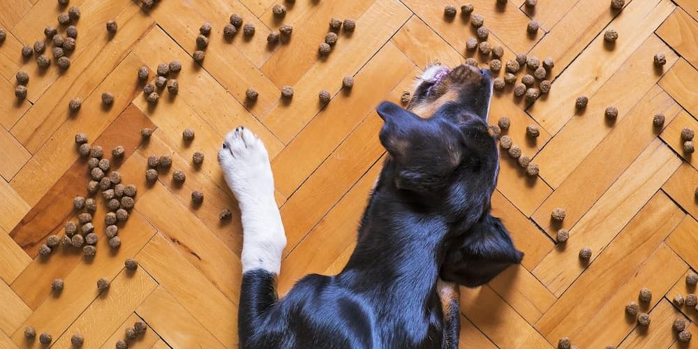10 consejos para comprar comida para perros de calidad 10 consejos para comprar comida para perros de calidad