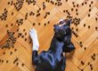 10 consejos para comprar comida para perros de calidad