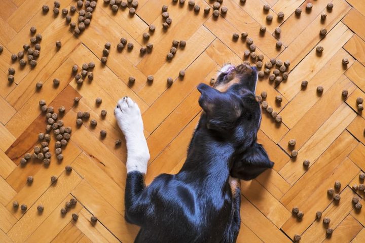10 consejos para comprar comida para perros de calidad