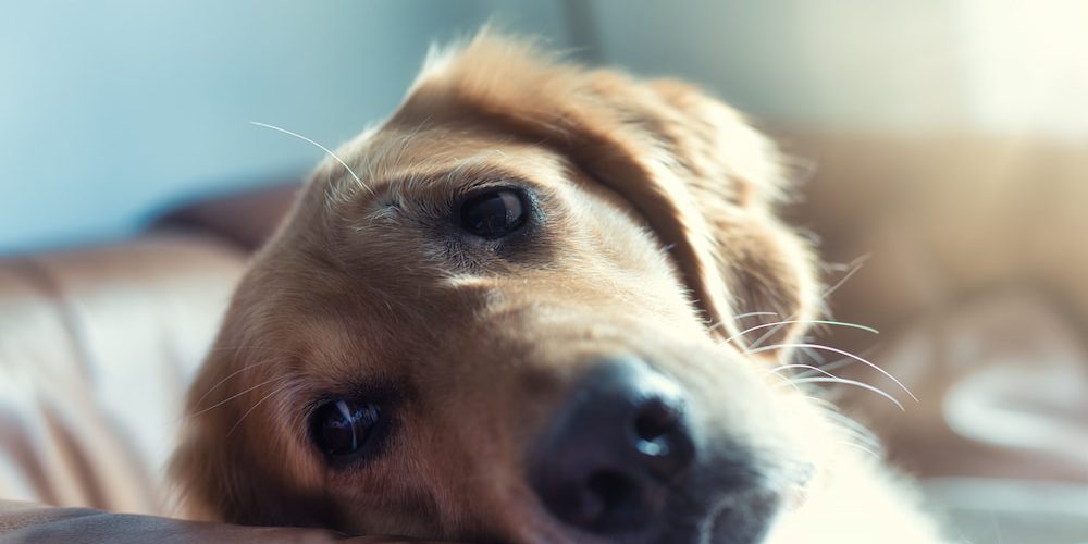 perro triste en el sofá