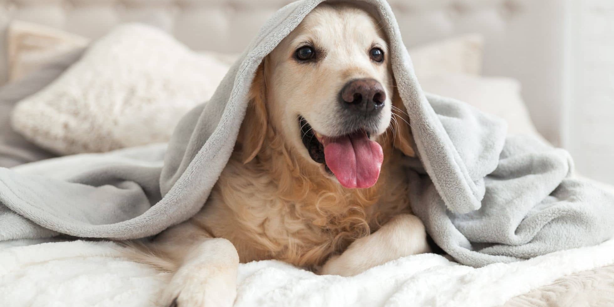 El cambio de tiempo puede afectar a mi perro Perro bajo una manta en invierno
