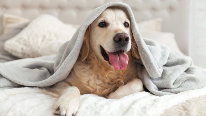 Perro bajo una manta en invierno