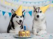 Ideas para Celebrar el Cumpleaños de tu Mascota con Piensos Popas.
