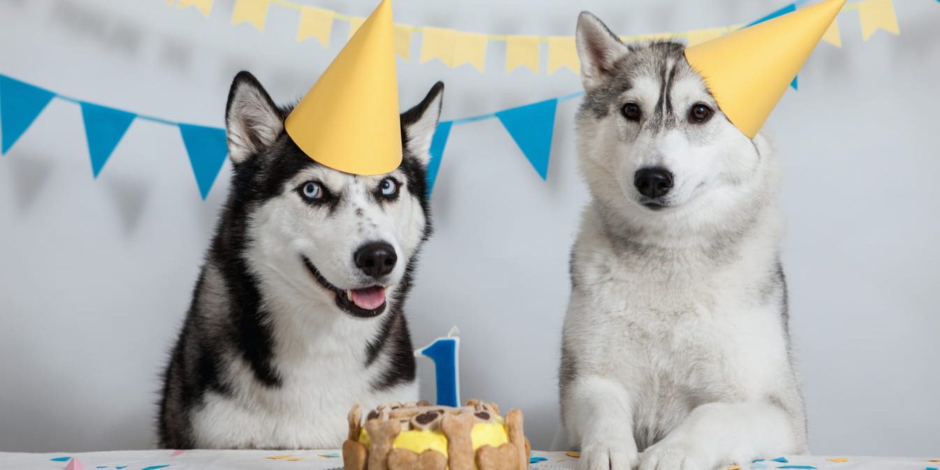 Ideas para Celebrar el Cumpleaños de tu Mascota con Piensos Popas.