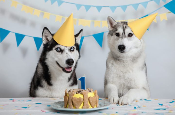 Ideas para Celebrar el Cumpleaños de tu Mascota con Piensos Popas.