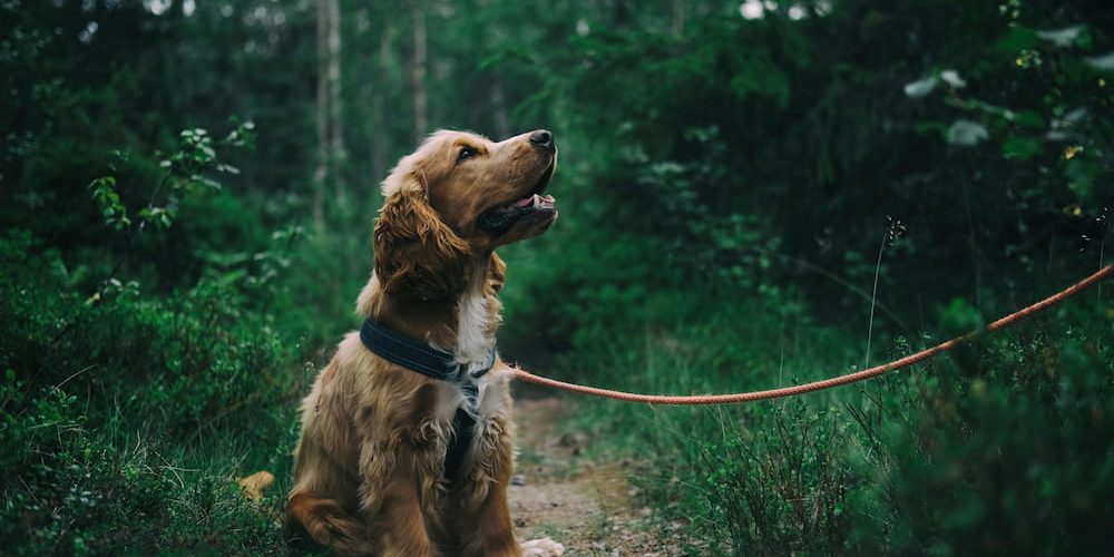 requerimientos nutricionales de los perros por edad requerimientos nutricionales de los perros