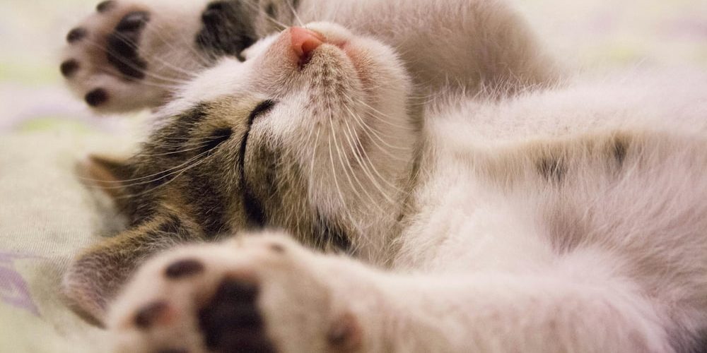 Que quiere decir el lenguaje corporal de un gato lenguaje corporal de un gato