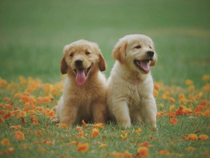 Cuales son las primeras vacunas de un cachorro (1)