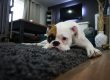 perro solo en casa triste