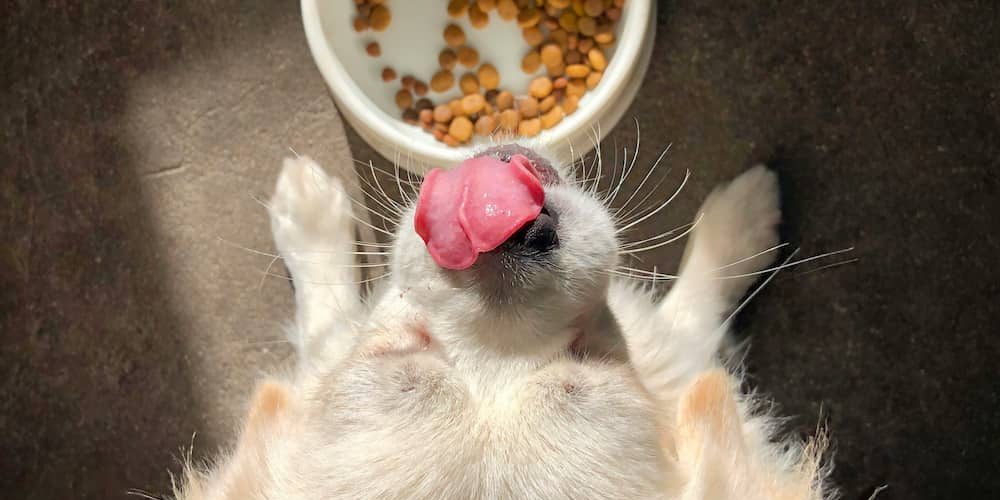 etiquetado del pienso