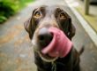 Las 10 mejores (y más fáciles de enseñar) órdenes para perros.