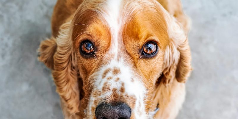 5 señales que alertan de que tu perro necesita un cambio de pienso