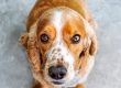 5 señales que alertan de que tu perro necesita un cambio de pienso