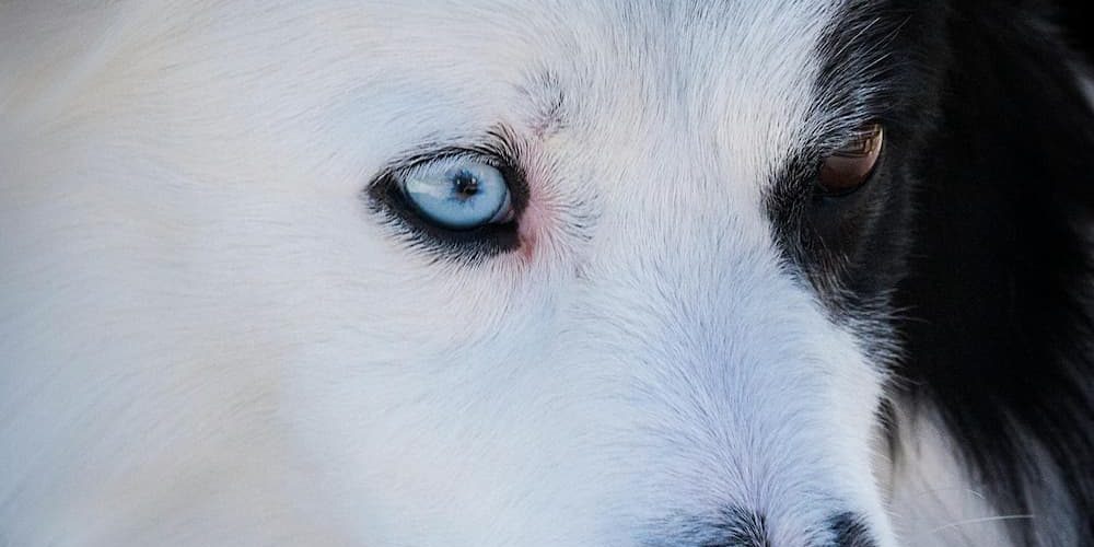 Beneficios del pienso de salmón para el pelaje de tu perro