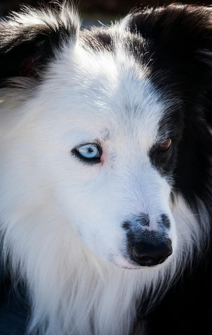 Beneficios del pienso de salmón para el pelaje de tu perro Beneficios del pienso de salmón para el pelaje de tu perro