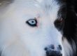 Beneficios del pienso de salmón para el pelaje de tu perro