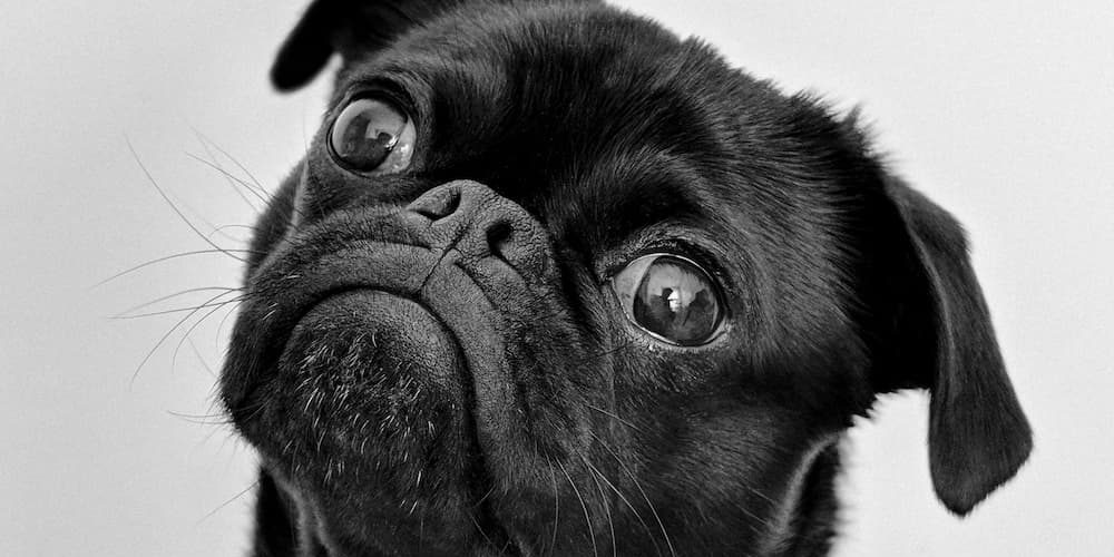 Los nombres para perros más populares de 2025