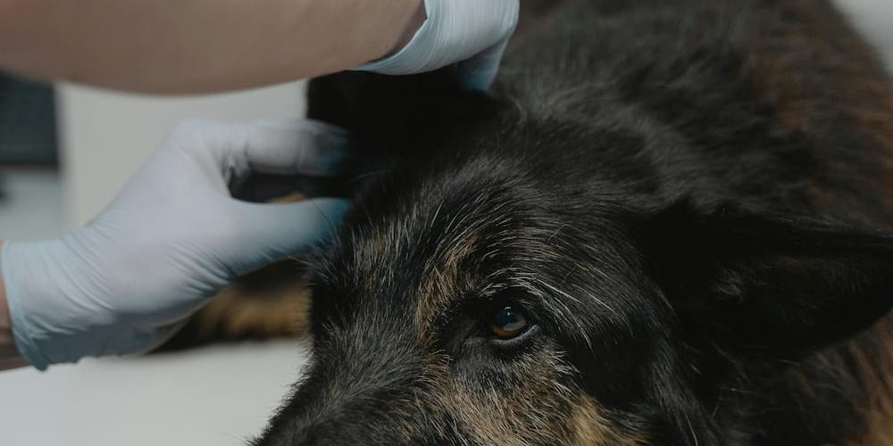 miedo al veterinario